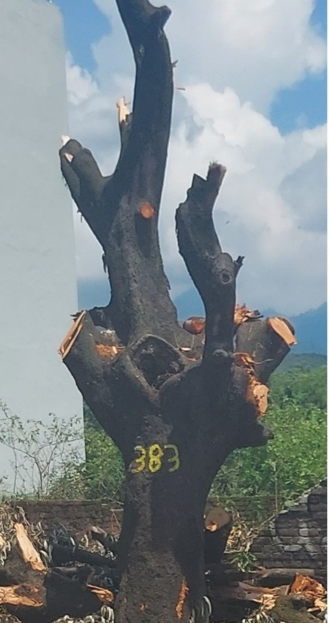 A healthy Mango tree heavily chopped before transplantation